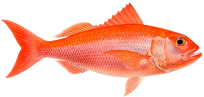 Ruby Snapper